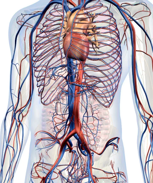 ¿Qué médico trata soplos cardíacos?